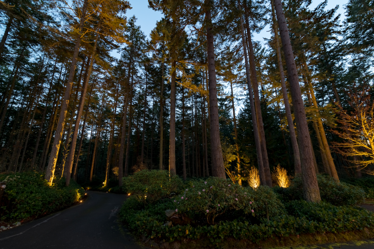 Port Townsend - Trees 1
