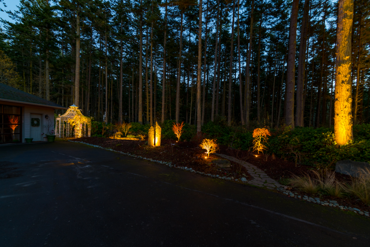 Port Townsend - Trees 2