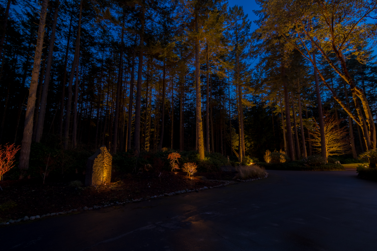 Port Townsend - Trees 3