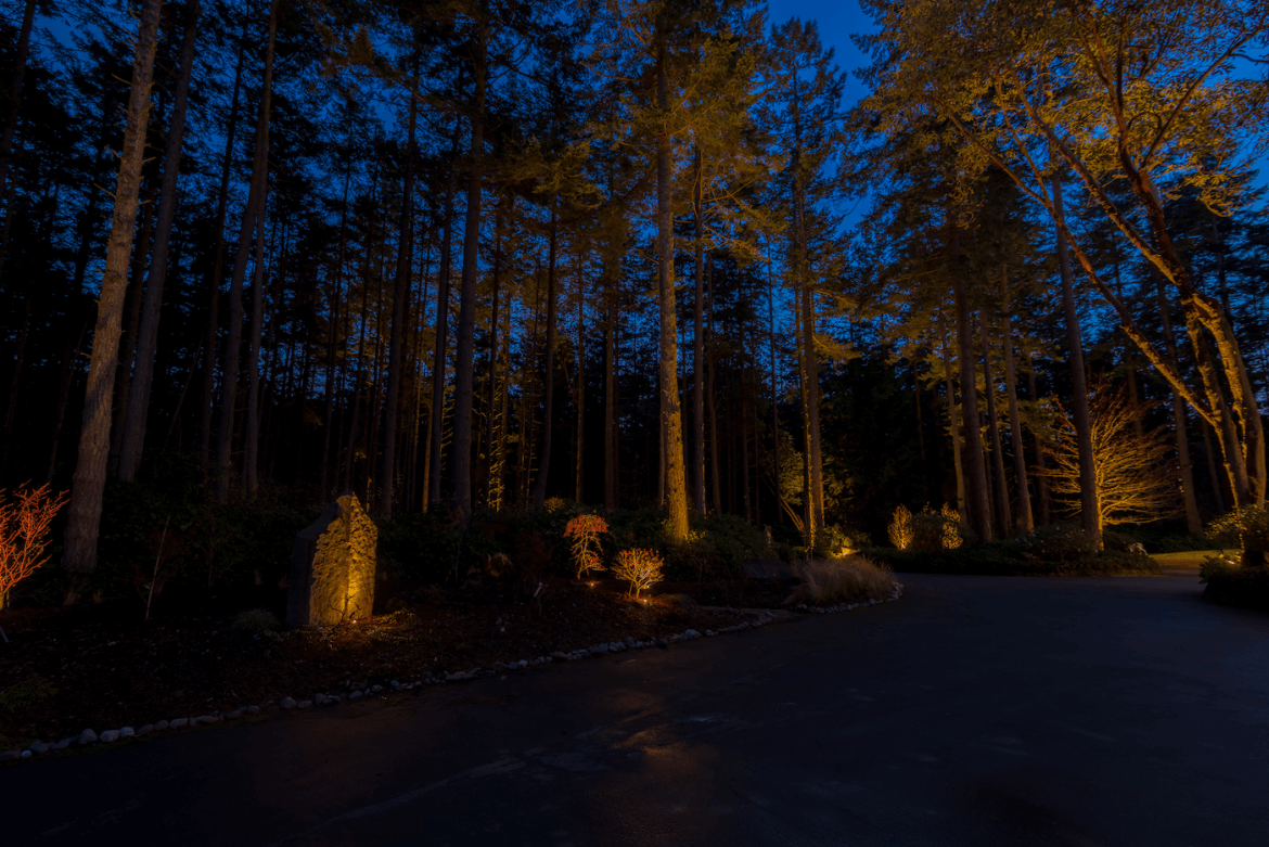 Port Townsend - Trees 3