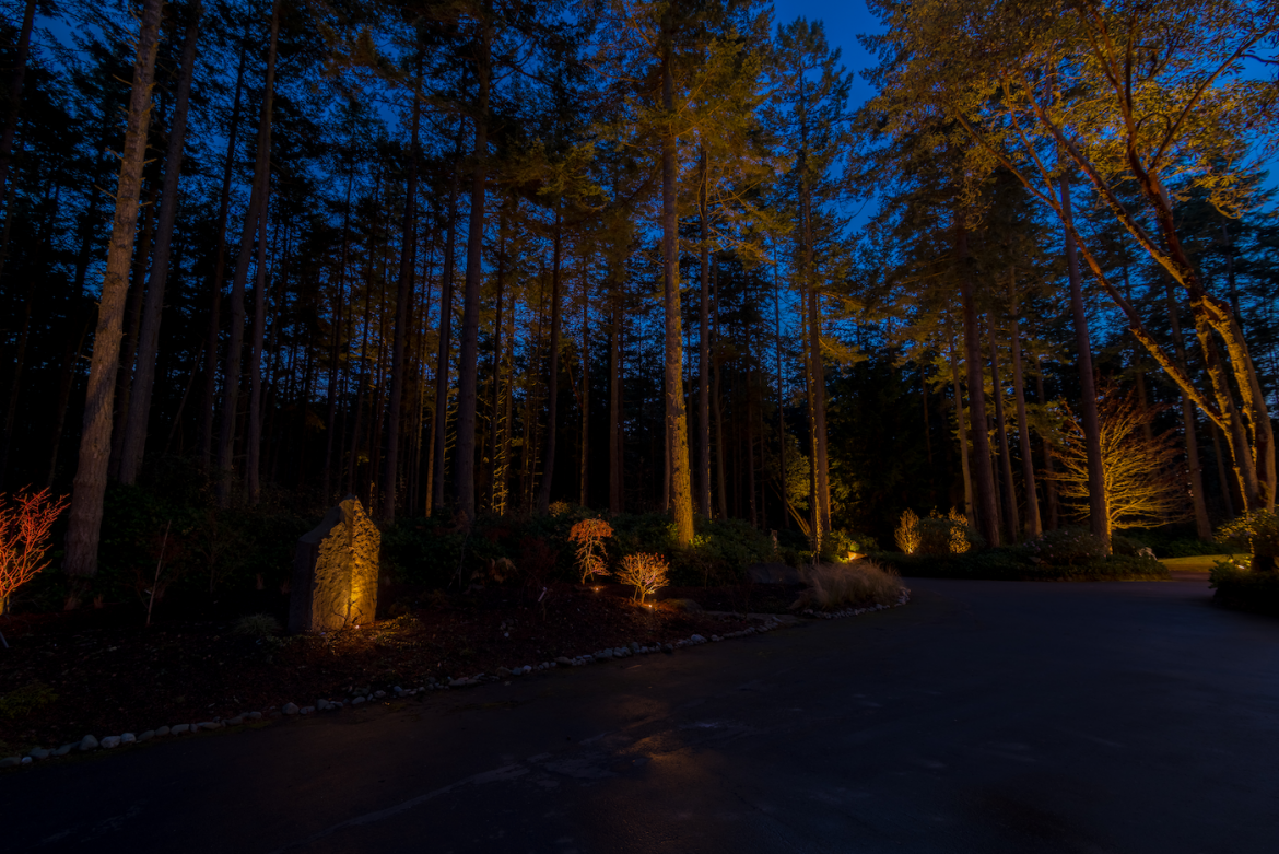 Port Townsend - Trees 3