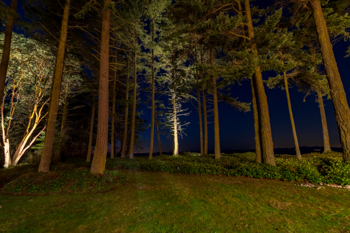 Port Townsend - Trees 4