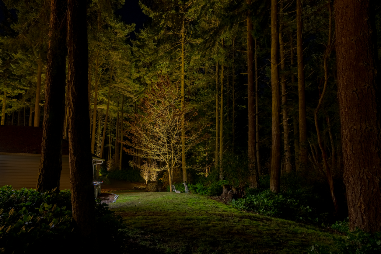 Port Townsend - Trees 5