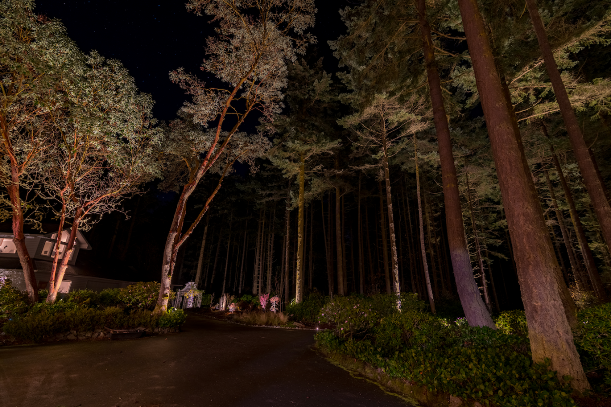 Port Townsend - Trees 6