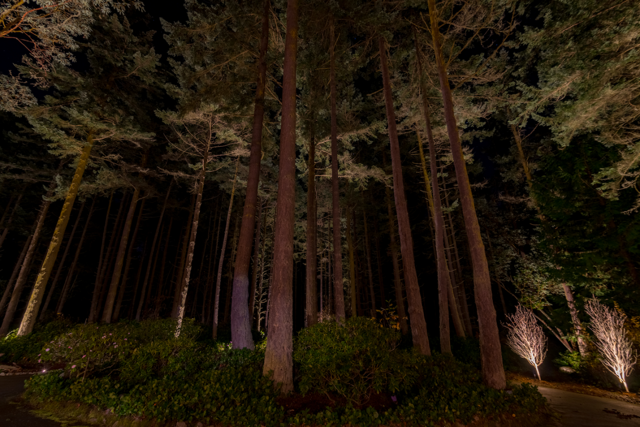 Port Townsend - Trees 7