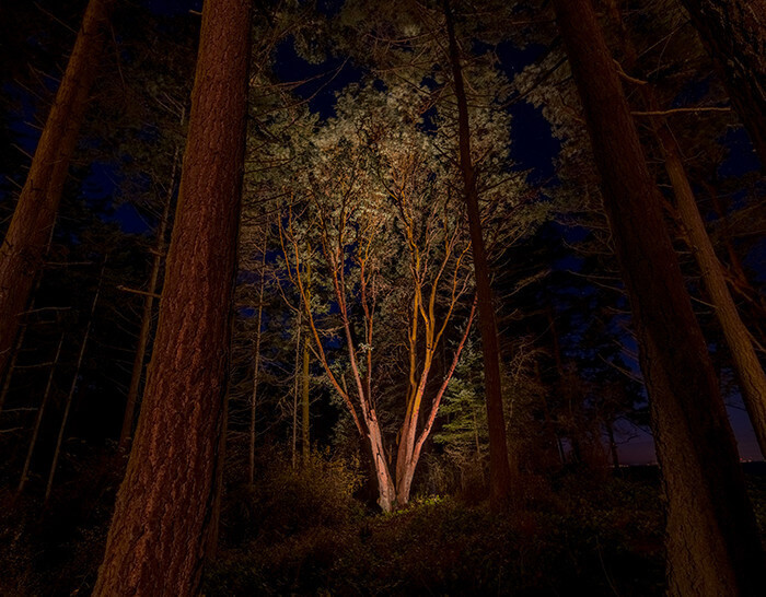 Port Townsend-trees