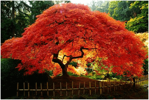 1-japanese-maple
