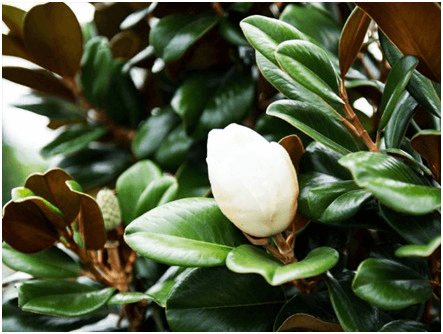 2-magnolia-tree