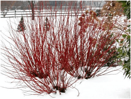 4-dogwood