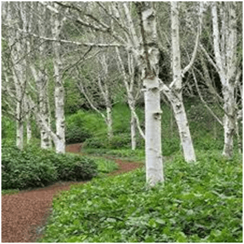5-birch