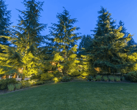 Bridle trails-pine trees