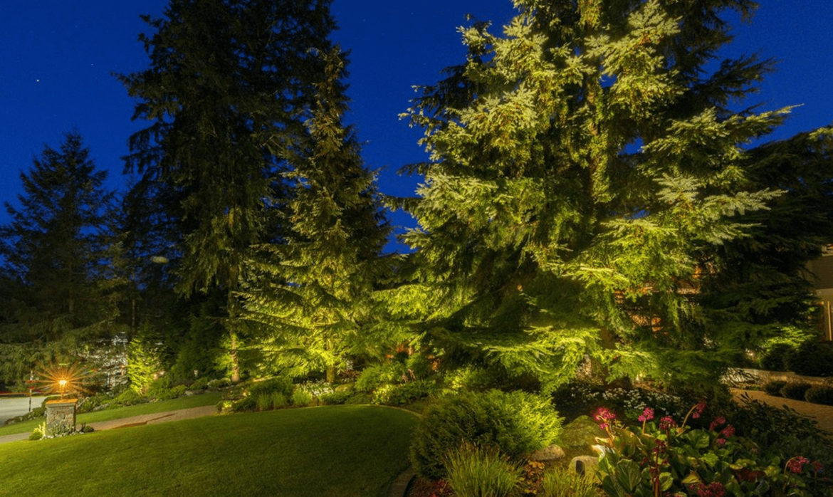 Bridle trails-pine trees