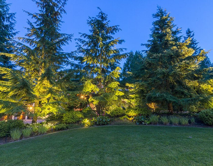 Bridle trails-pine trees in the lawn