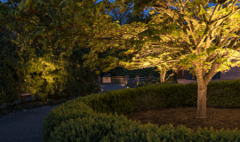 Cottage Lake Home-  tree with the trim plant