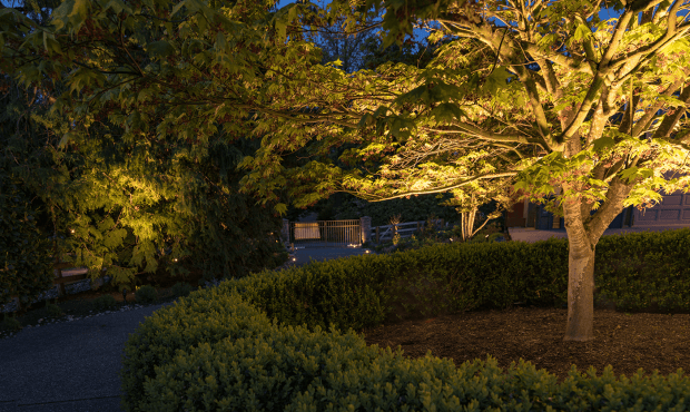 Cottage Lake Home- tree with the trim plant