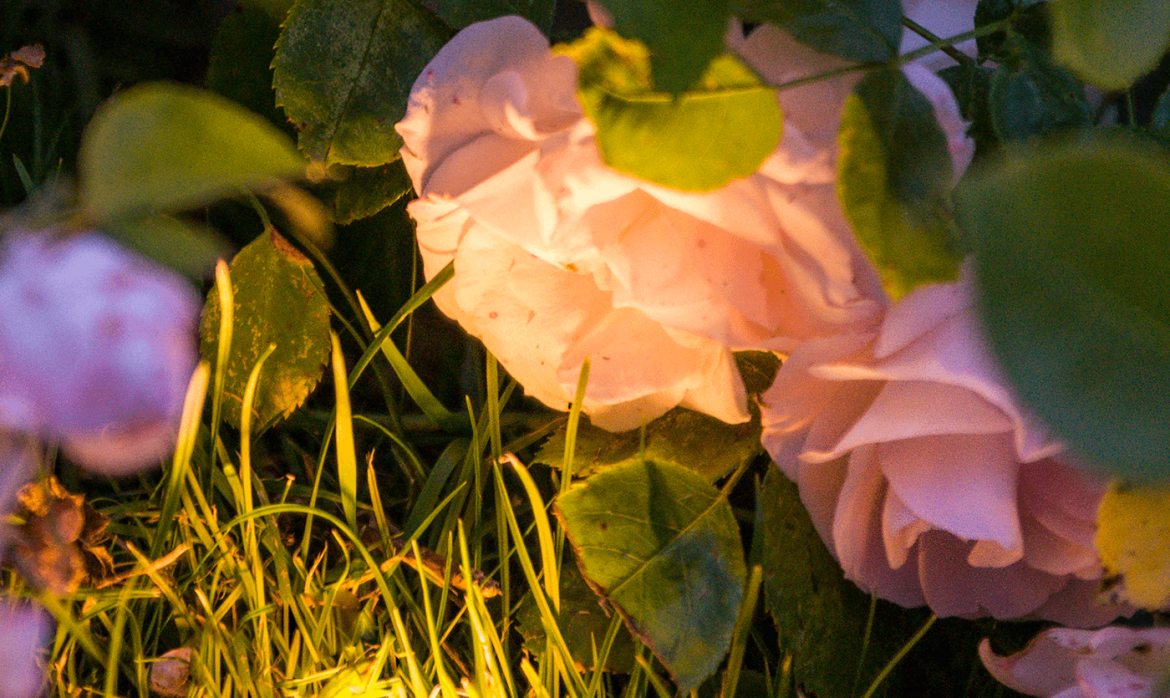 Woodinville AOLP- flowers