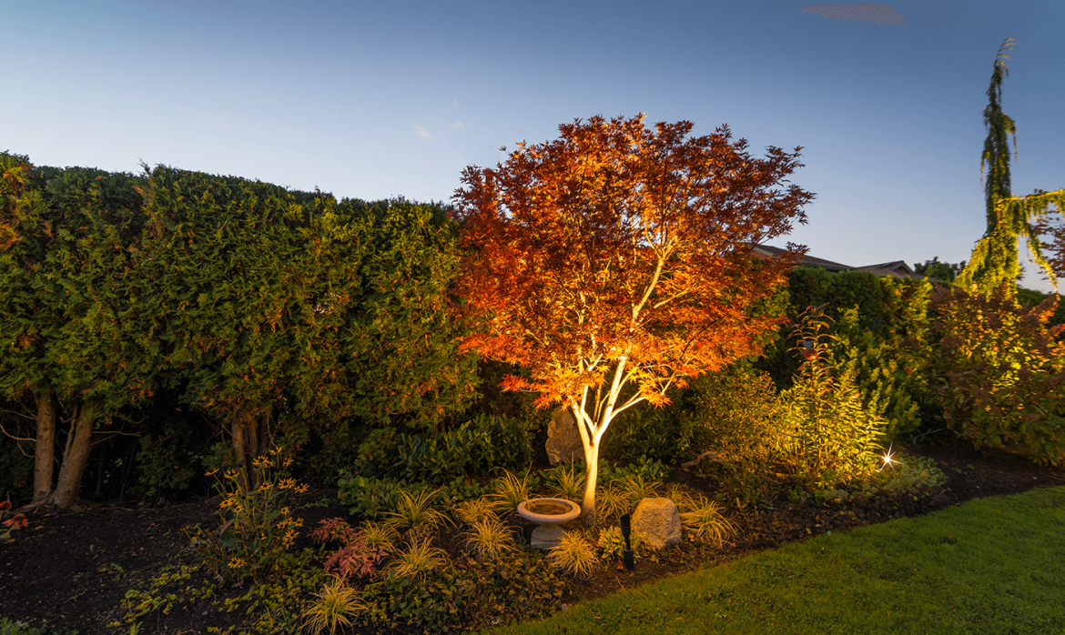 Lake Stevens Walp 2016-trees