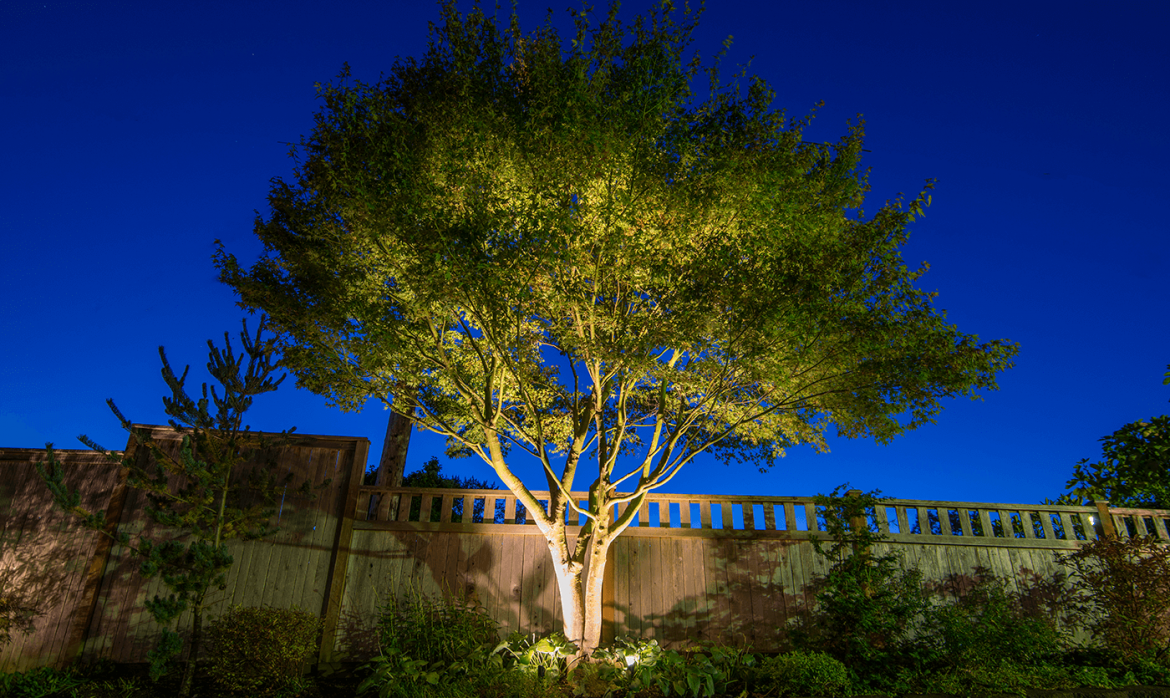 Lake Stevens Walp 2016-tree near fence