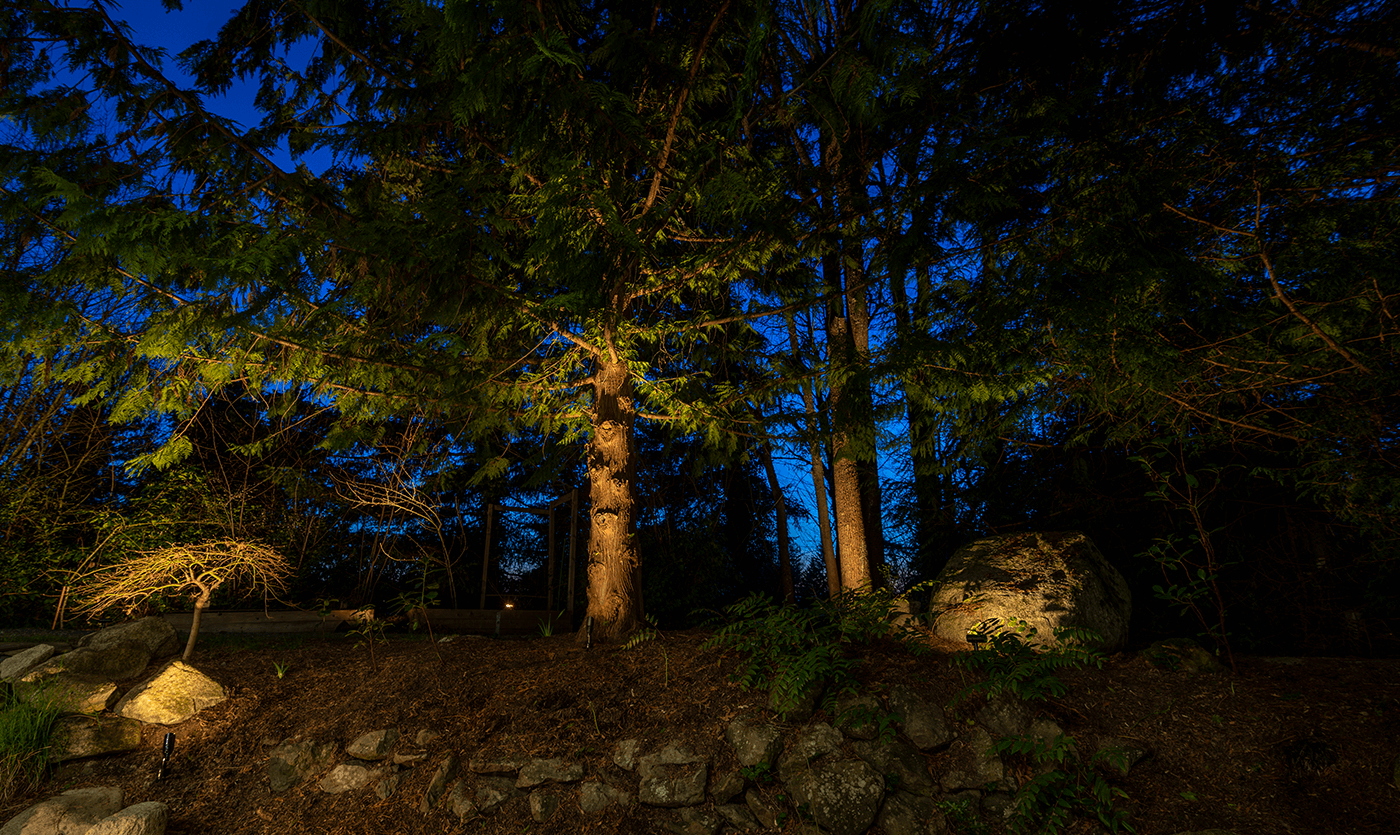 Mercer Island Mid-Center-trees in backyard