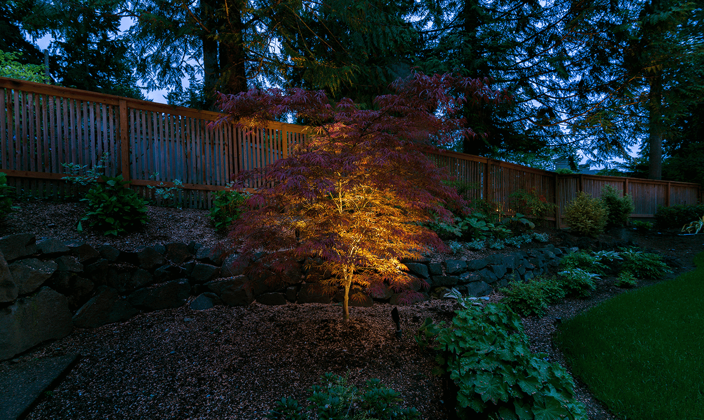 Mercer Island-tree