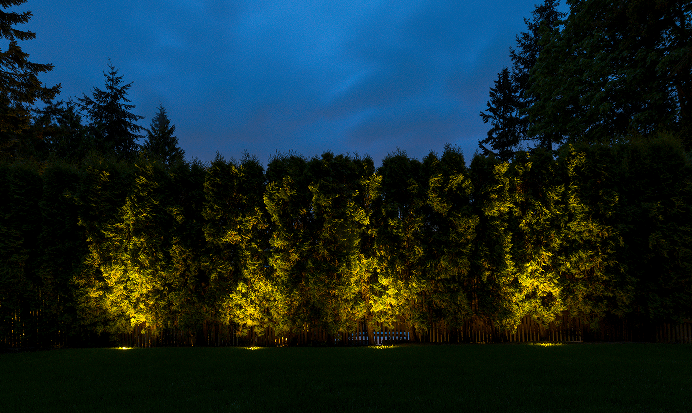 Mercer Island-trees in the lawn