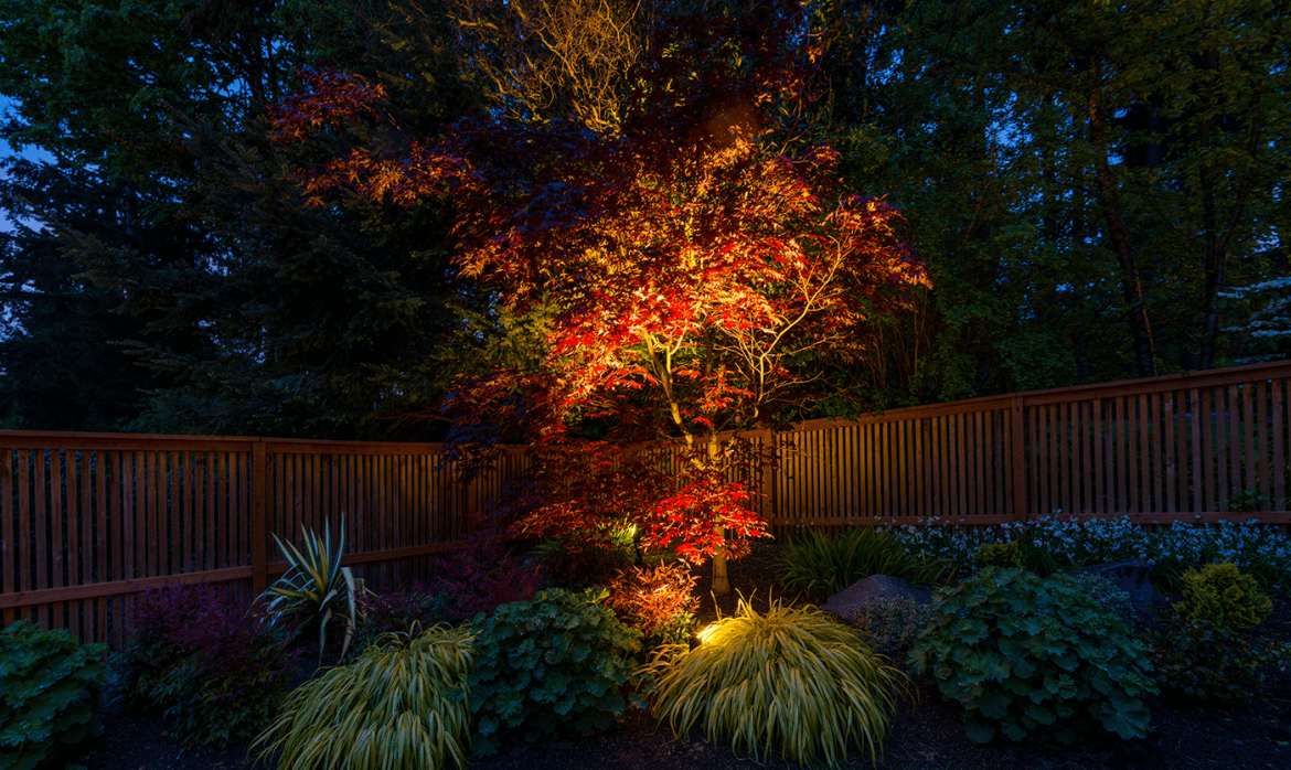 Mercer Island- dwarf tree