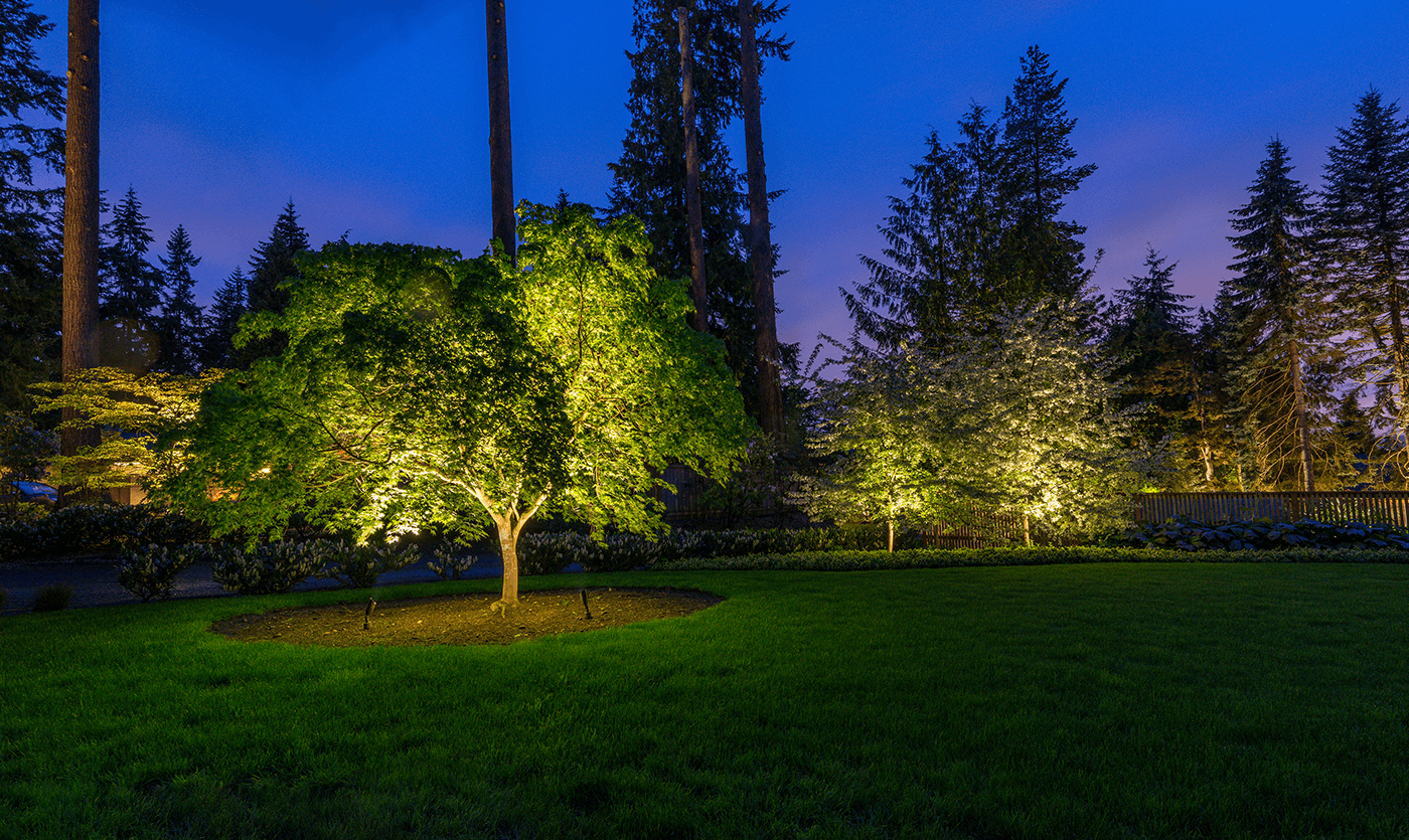 Mercer Island- trees in the yard