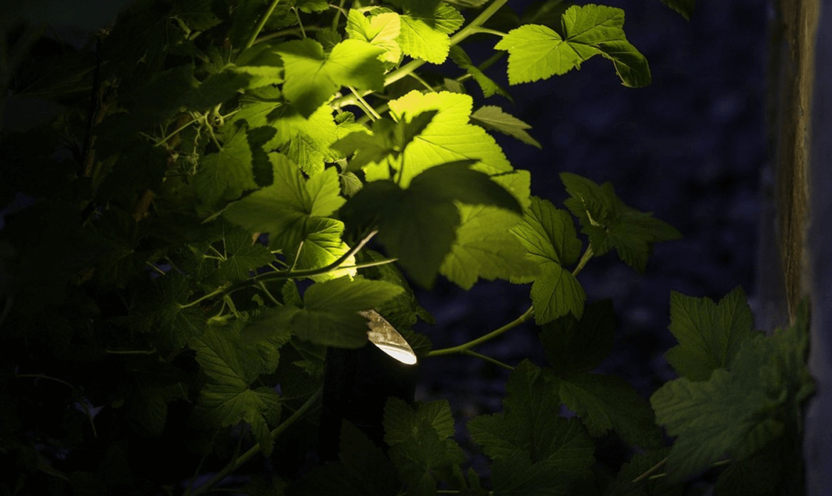 Suncadia Home- plants