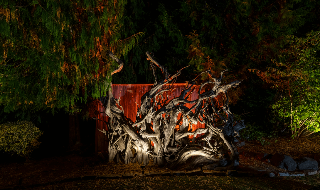 Carnation Home-trees