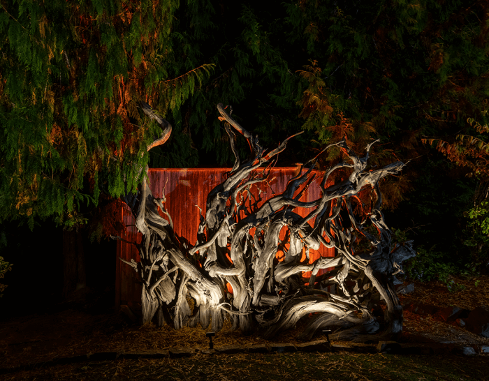 Carnation Home-trees