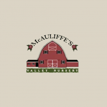 McAuliffe's