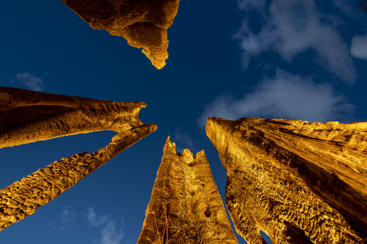 Upward perspective of towering stag tree illuminated with architectural uplighting at Willows Lodge in Woodinville.