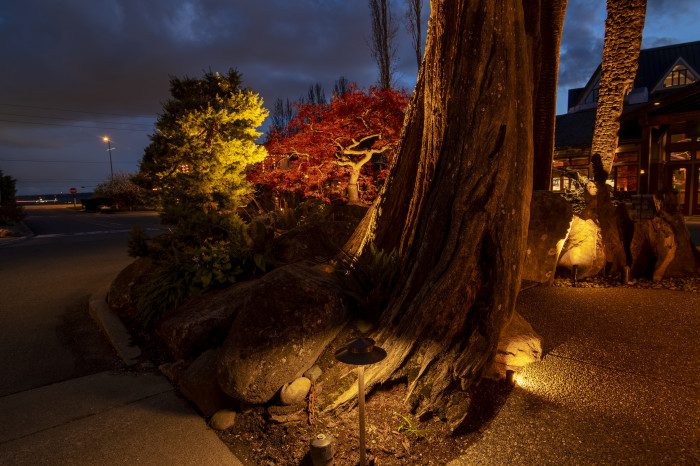 Landscape lighting showcasing sculptural stag tree and surrounding garden textures at Willows Lodge entrance.