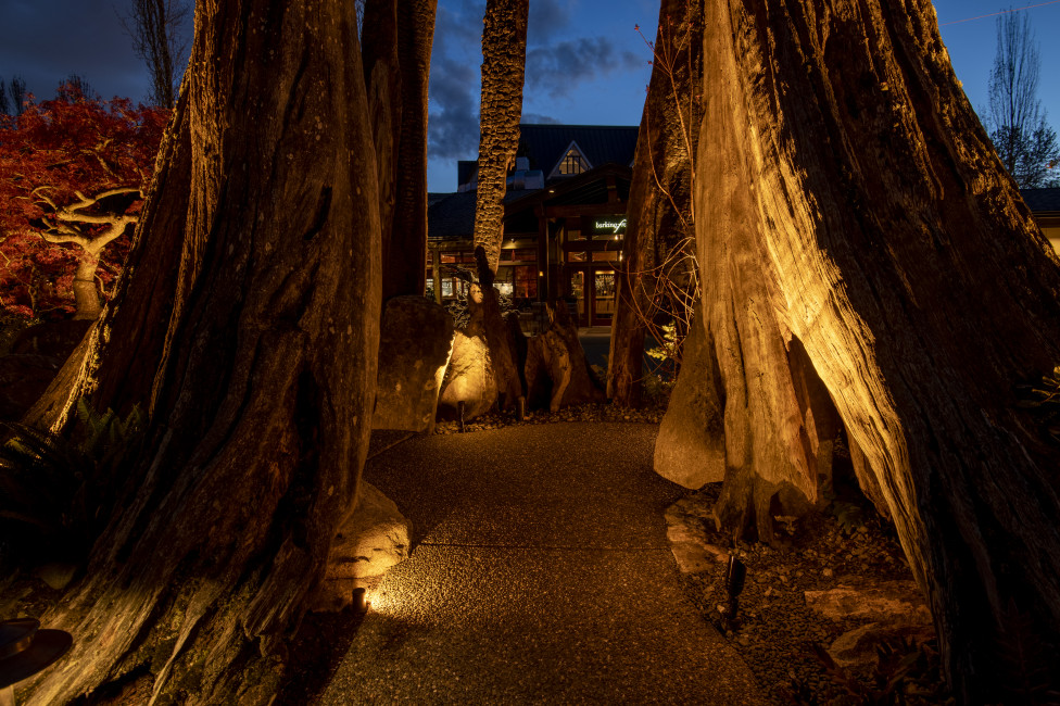 Close-up nighttime landscape lighting focused on stag tree and pathway gravel textures at Willows Lodge.