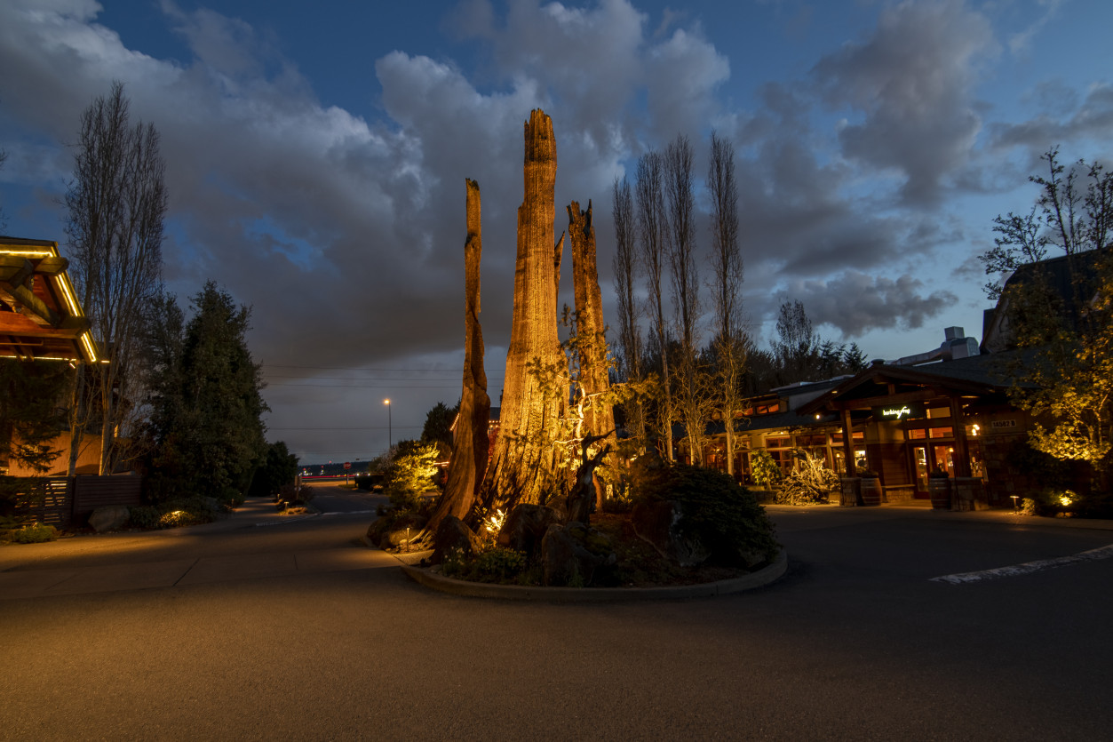 Roundabout entrance lighting design illuminating tall stag tree structures at Willows Lodge in Woodinville, WA.