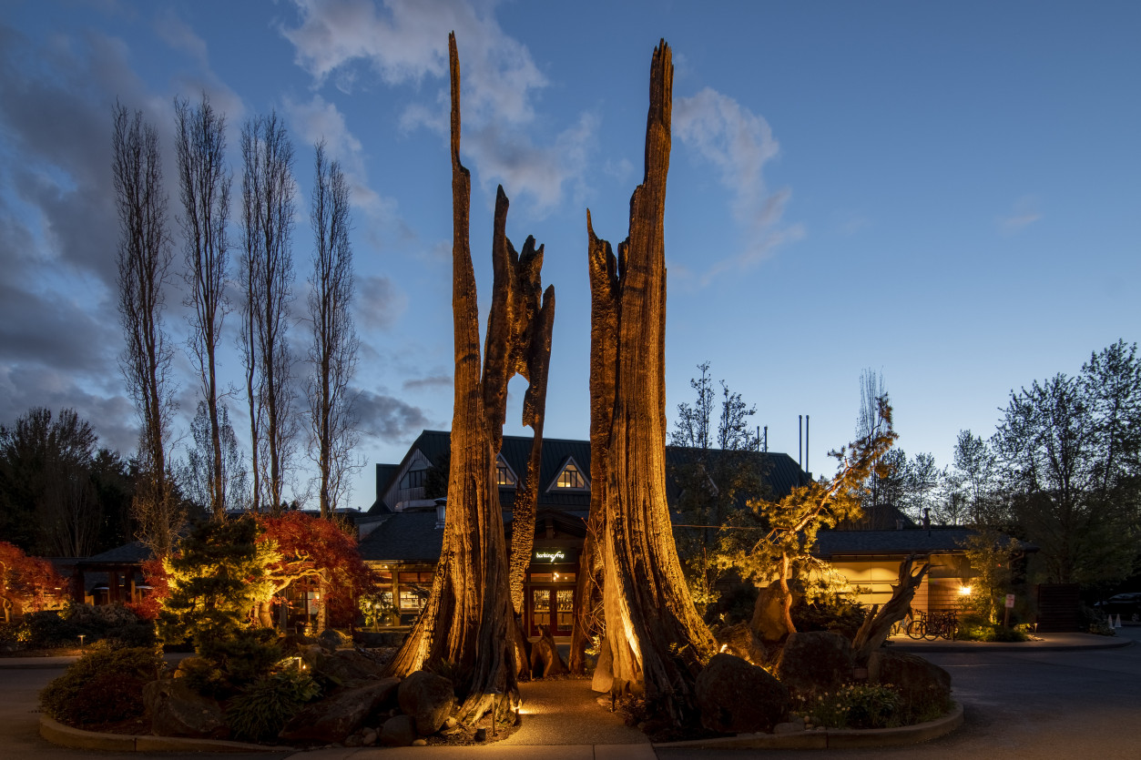 Warm LED lighting around lodge entryway highlighting towering cedar stag tree and landscape plantings at Willows Lodge.
