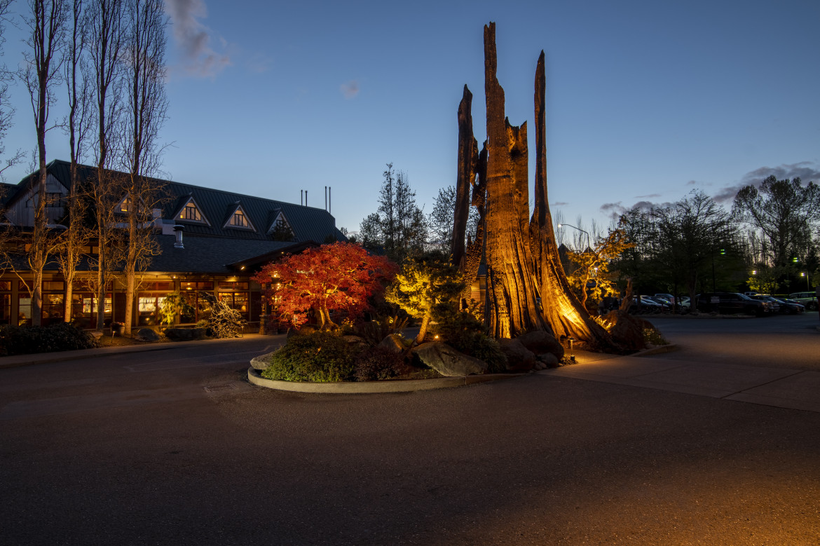Soft architectural uplighting accenting stag tree and fall foliage at the main roundabout of Willows Lodge.