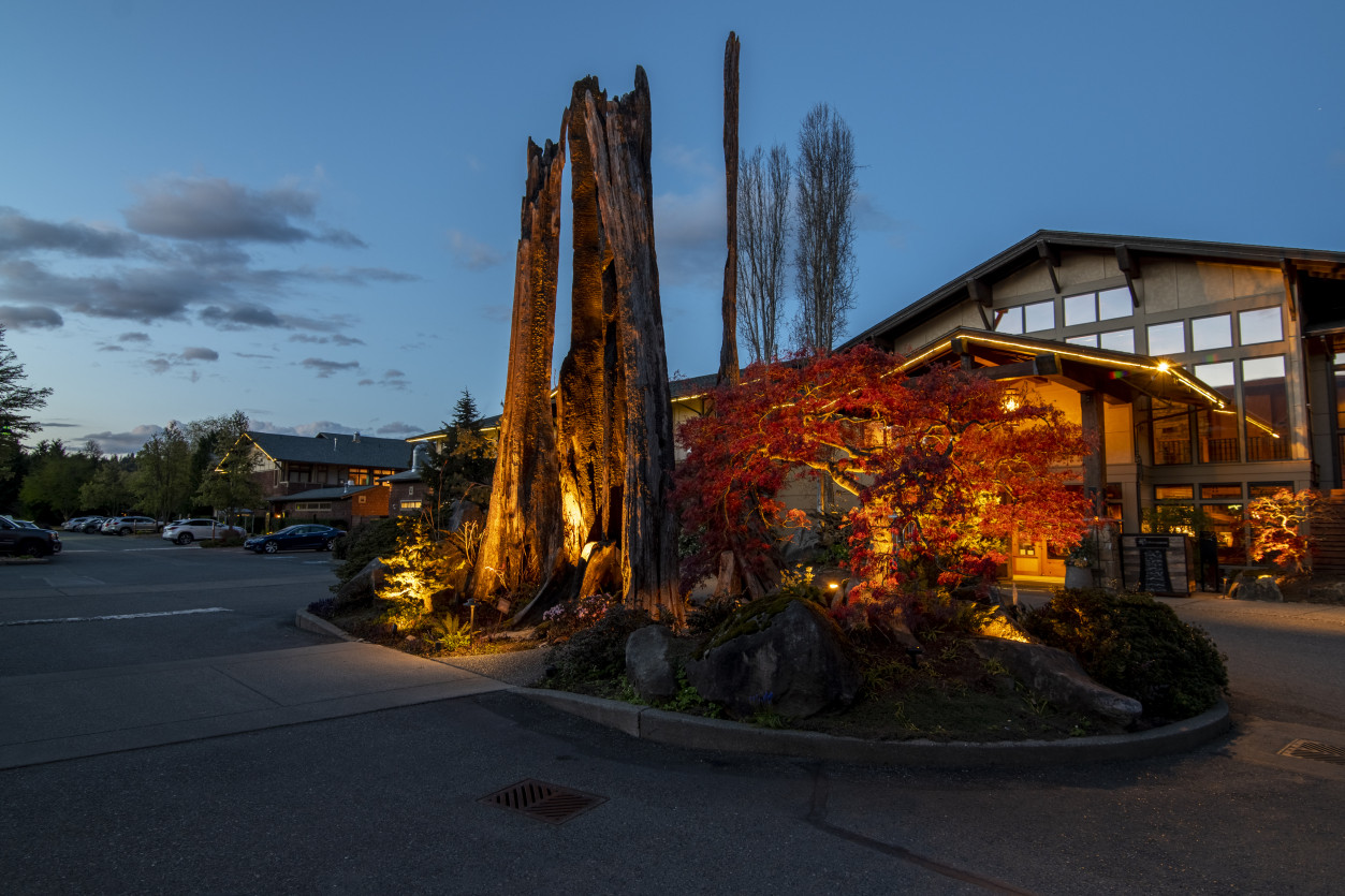 LED uplighting highlighting tall stag tree and vibrant foliage at Willows Lodge main drive approach.