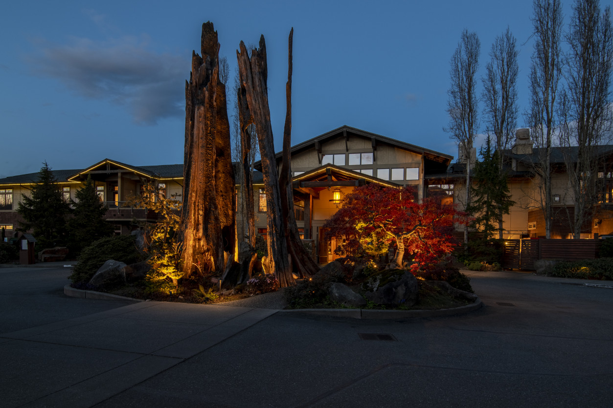 Warm architectural uplighting illuminating tall stag tree at the entrance roundabout of Willows Lodge in Woodinville, WA.
