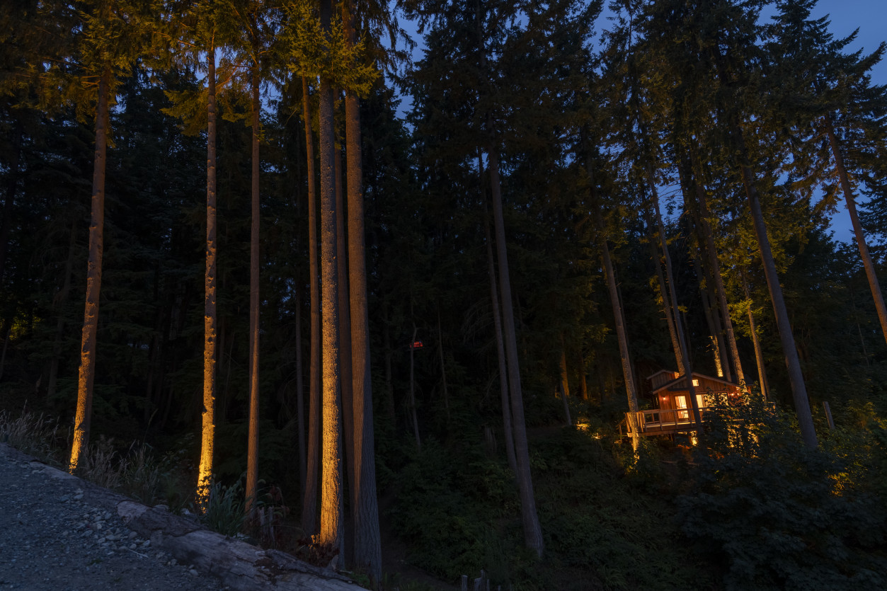 Uplighting on tall cedar trees creating dramatic vertical illumination along a forested slope at a Wind & Tide Edmonds residence.
