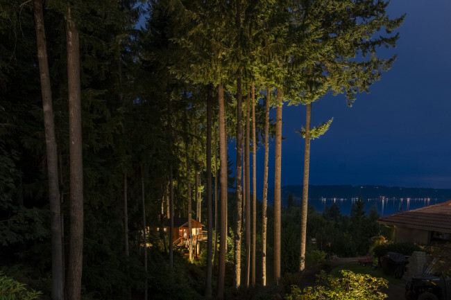 Night view through cedar trees with warm uplighting revealing forest depth and water views beyond.
