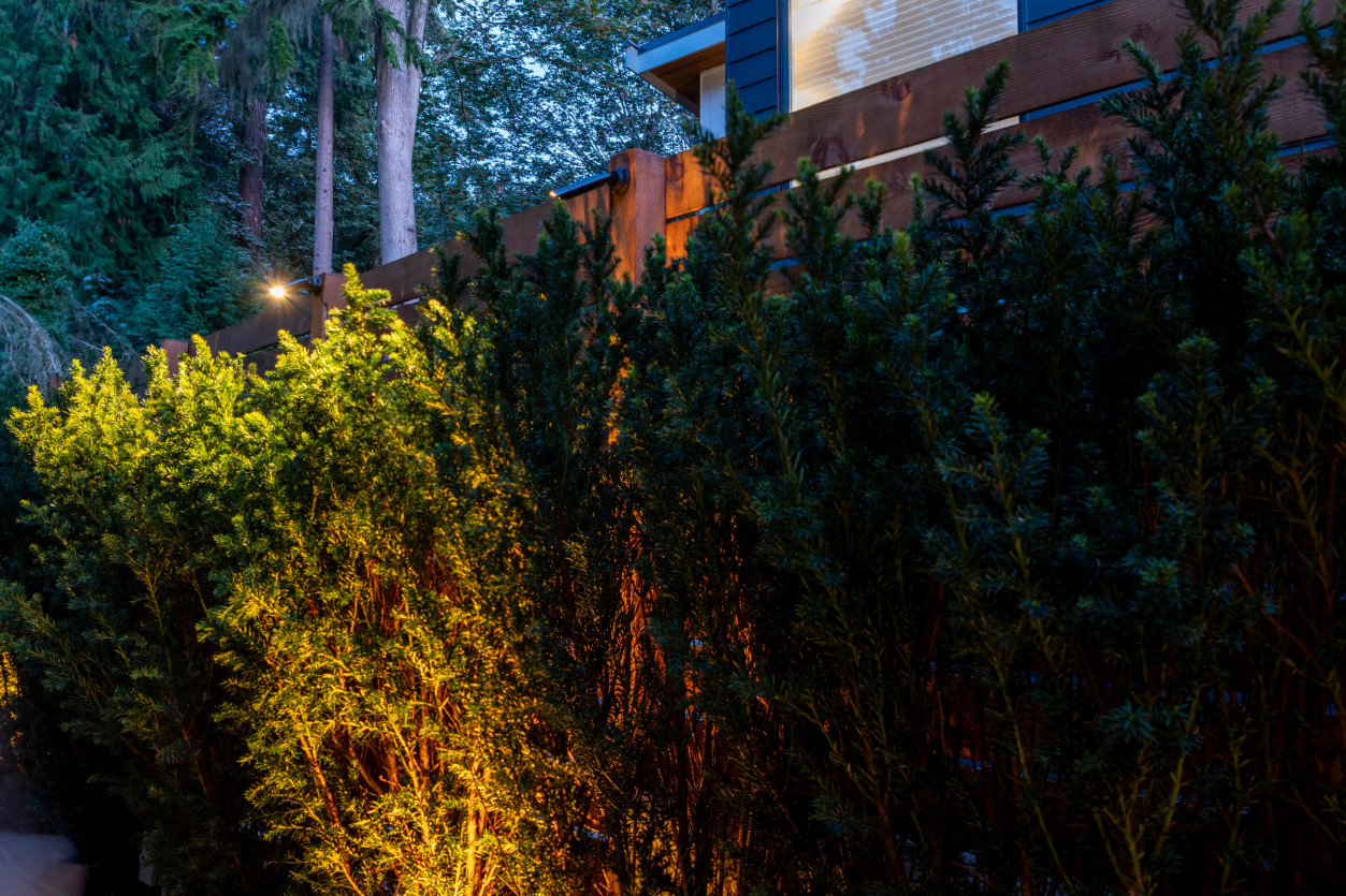 Warm uplighting on evergreen hedge providing privacy lighting and soft vertical illumination at contemporary Mercer Island property.