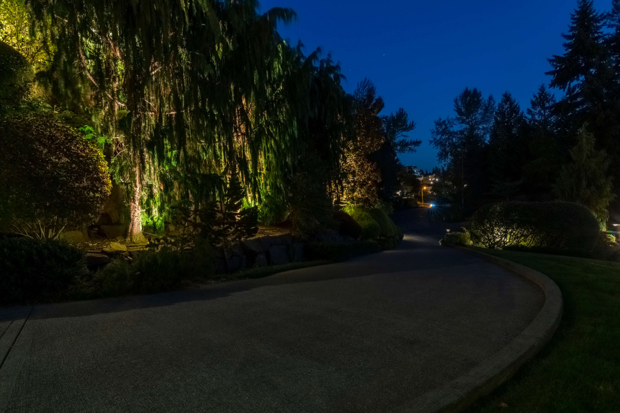 Uplighting on weeping trees and curved driveway landscape at a Sammamish custom home with layered lighting.