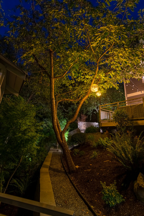 Tree uplighting and pathway lighting in Sammamish residential landscape, showcasing layered garden design at night.