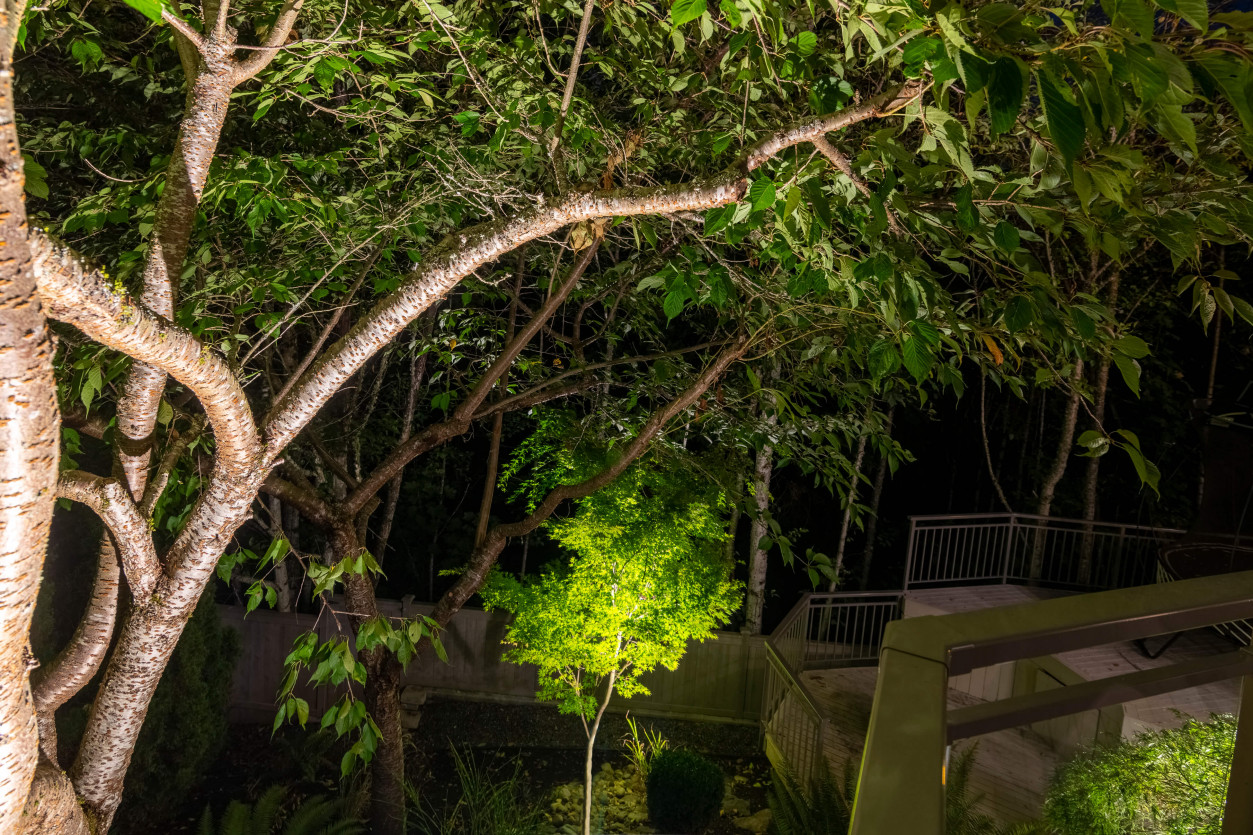 Landscape uplighting on sculptural tree and lush garden foliage in Sammamish backyard retreat — Northwest Outdoor Lighting 2700K.