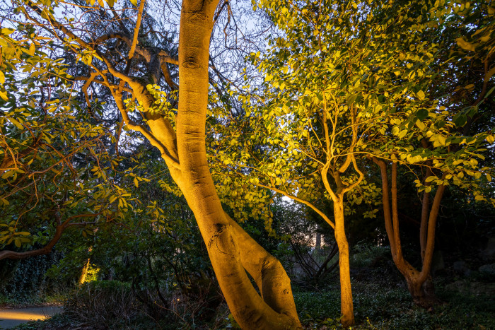 Tree uplighting and pathway lighting in wooded area of Magnolia backyard landscape.
