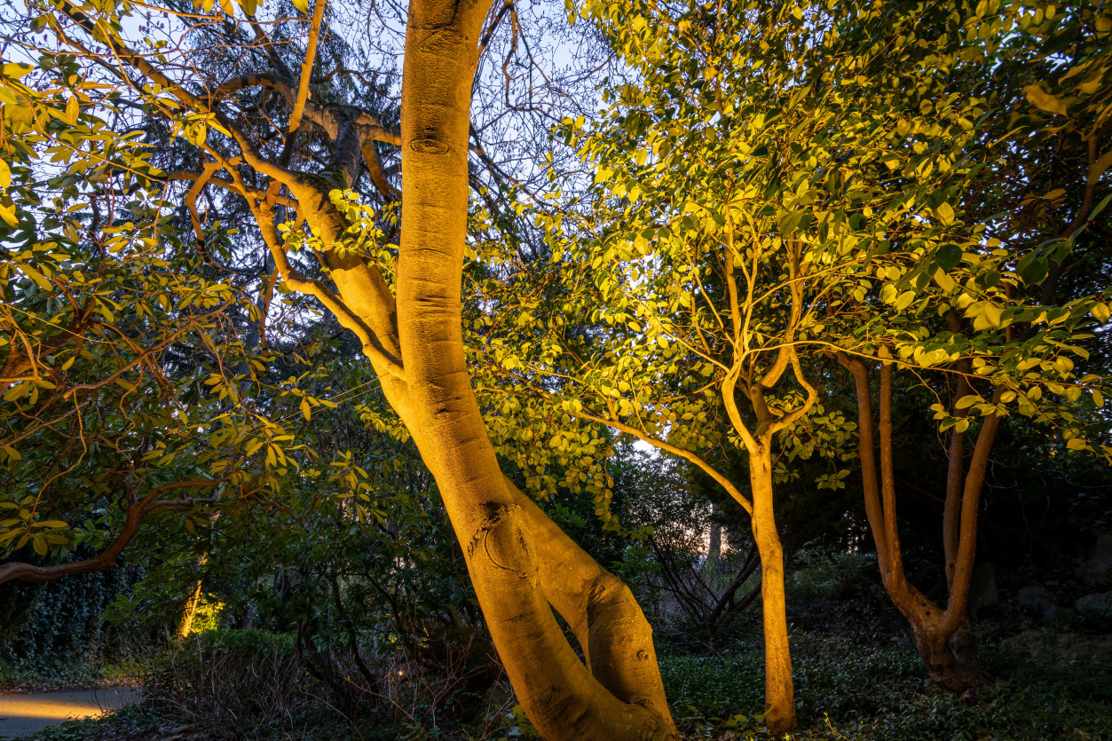 Tree uplighting and pathway lighting in wooded area of Magnolia backyard landscape.