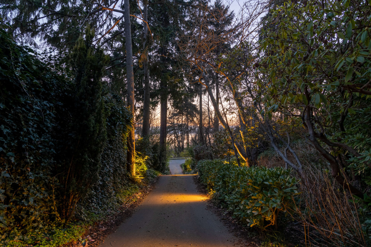 Woodland driveway lined with ground lighting leading toward home in Magnolia Seattle.