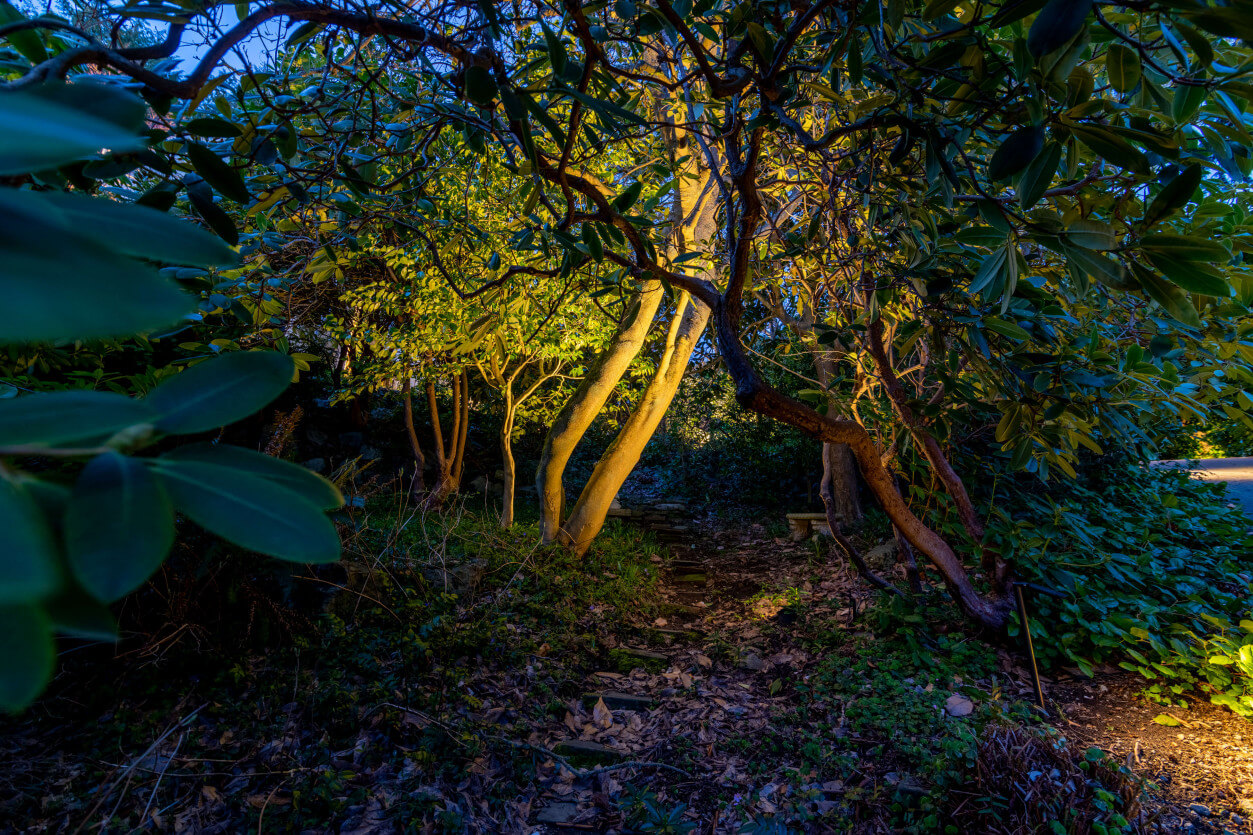 Dense garden foliage with low accent lighting highlighting layered natural plant textures at Magnolia home.