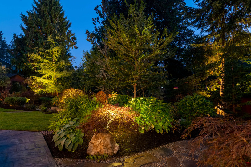 Back garden with dramatic tree and shrub uplighting at night